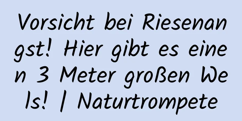 Vorsicht bei Riesenangst! Hier gibt es einen 3 Meter großen Wels! | Naturtrompete