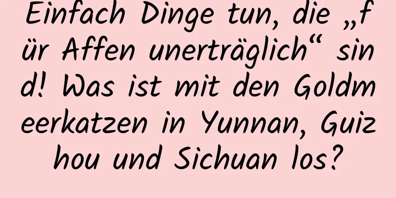 Einfach Dinge tun, die „für Affen unerträglich“ sind! Was ist mit den Goldmeerkatzen in Yunnan, Guizhou und Sichuan los?