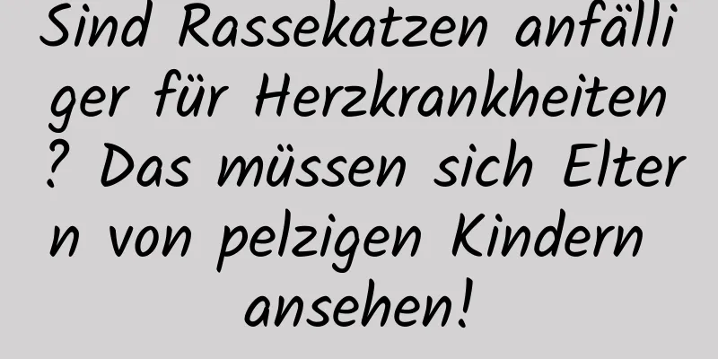 Sind Rassekatzen anfälliger für Herzkrankheiten? Das müssen sich Eltern von pelzigen Kindern ansehen!