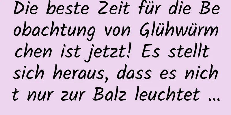 Die beste Zeit für die Beobachtung von Glühwürmchen ist jetzt! Es stellt sich heraus, dass es nicht nur zur Balz leuchtet …
