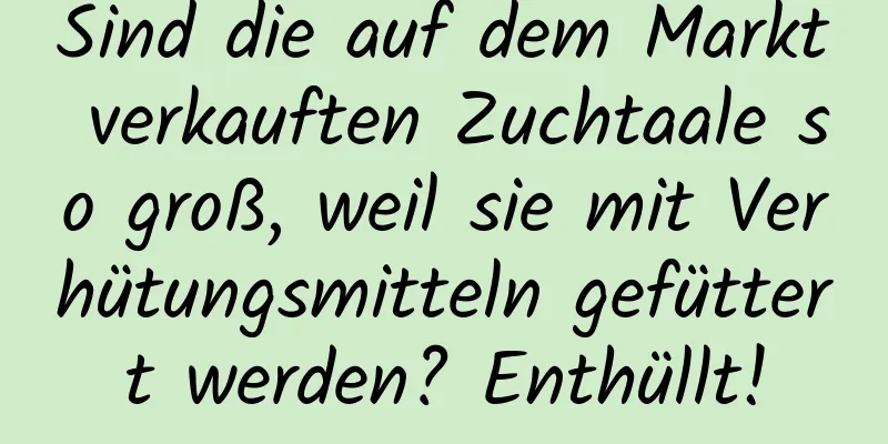 Sind die auf dem Markt verkauften Zuchtaale so groß, weil sie mit Verhütungsmitteln gefüttert werden? Enthüllt!