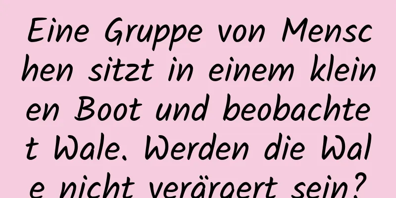Eine Gruppe von Menschen sitzt in einem kleinen Boot und beobachtet Wale. Werden die Wale nicht verärgert sein?