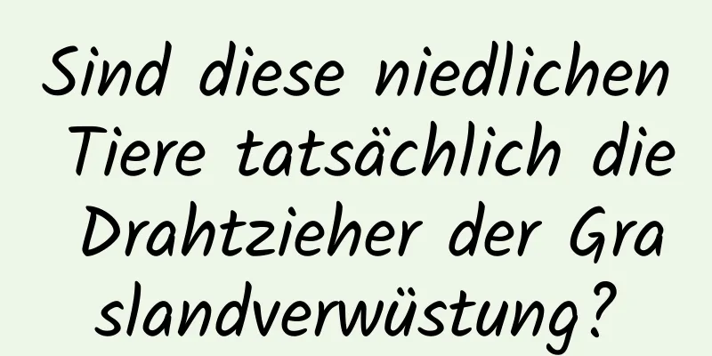 Sind diese niedlichen Tiere tatsächlich die Drahtzieher der Graslandverwüstung?