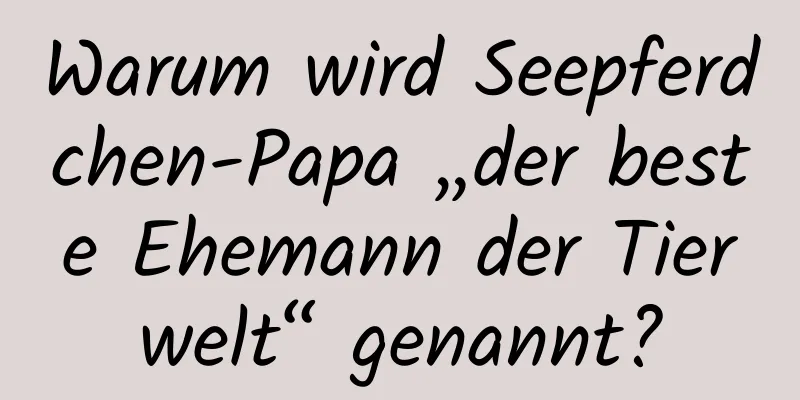 Warum wird Seepferdchen-Papa „der beste Ehemann der Tierwelt“ genannt?
