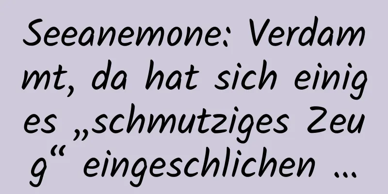 Seeanemone: Verdammt, da hat sich einiges „schmutziges Zeug“ eingeschlichen …