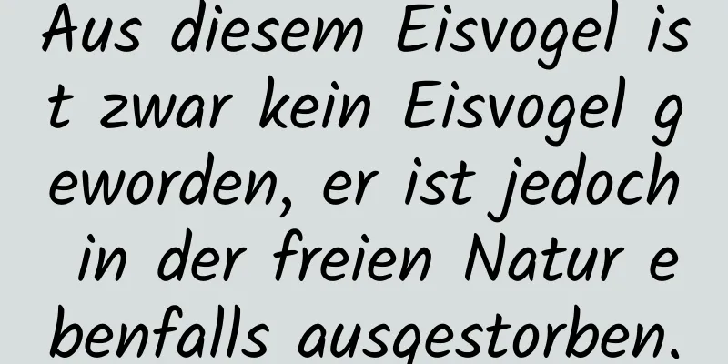 Aus diesem Eisvogel ist zwar kein Eisvogel geworden, er ist jedoch in der freien Natur ebenfalls ausgestorben.