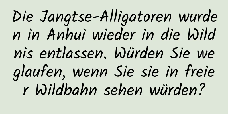 Die Jangtse-Alligatoren wurden in Anhui wieder in die Wildnis entlassen. Würden Sie weglaufen, wenn Sie sie in freier Wildbahn sehen würden?