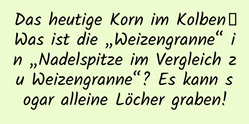 Das heutige Korn im Kolben｜Was ist die „Weizengranne“ in „Nadelspitze im Vergleich zu Weizengranne“? Es kann sogar alleine Löcher graben!