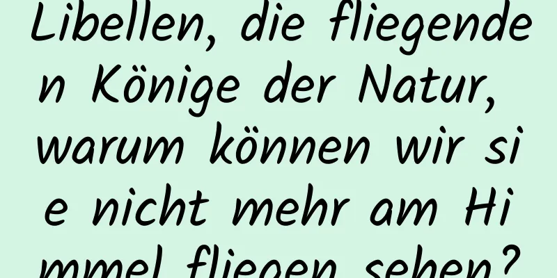 Libellen, die fliegenden Könige der Natur, warum können wir sie nicht mehr am Himmel fliegen sehen?