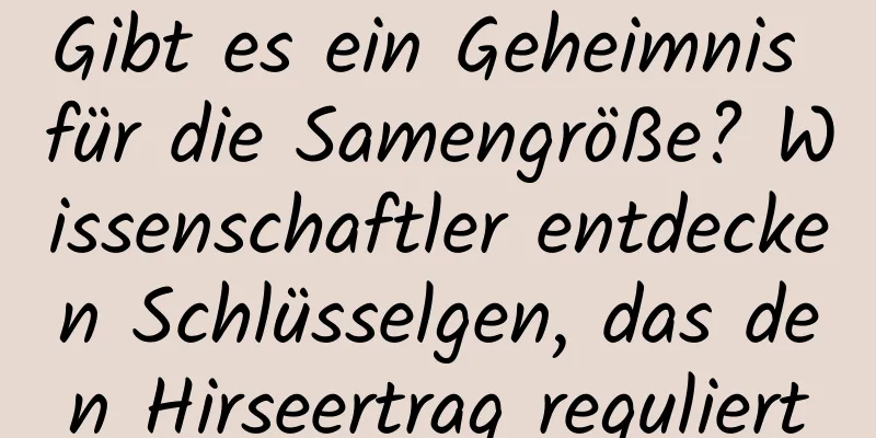 Gibt es ein Geheimnis für die Samengröße? Wissenschaftler entdecken Schlüsselgen, das den Hirseertrag reguliert