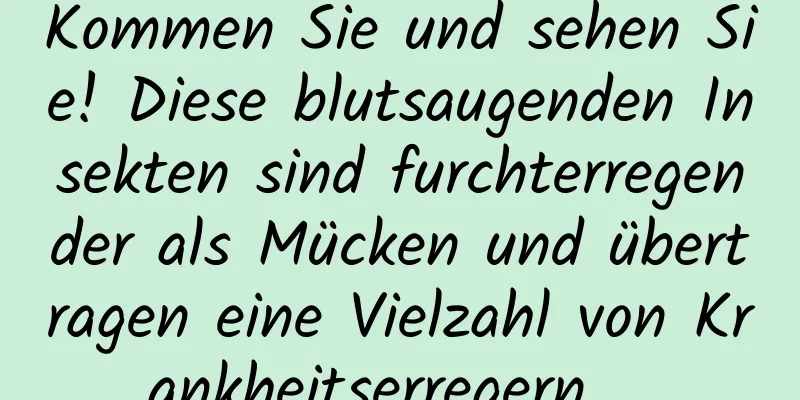 Kommen Sie und sehen Sie! Diese blutsaugenden Insekten sind furchterregender als Mücken und übertragen eine Vielzahl von Krankheitserregern …