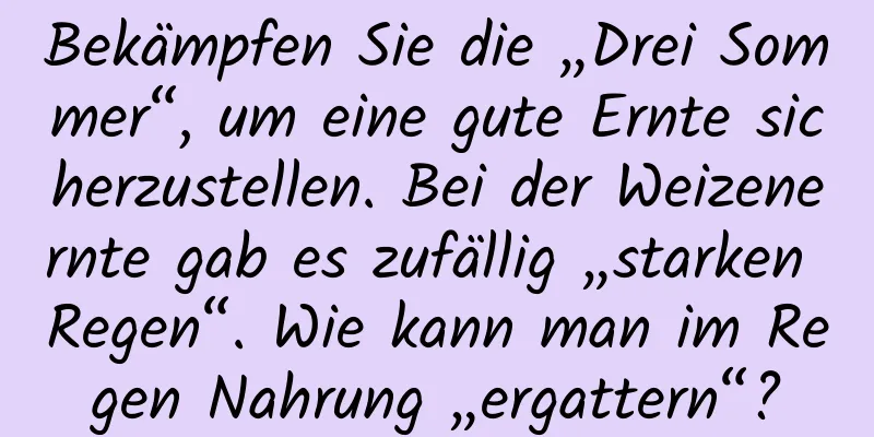 Bekämpfen Sie die „Drei Sommer“, um eine gute Ernte sicherzustellen. Bei der Weizenernte gab es zufällig „starken Regen“. Wie kann man im Regen Nahrung „ergattern“?