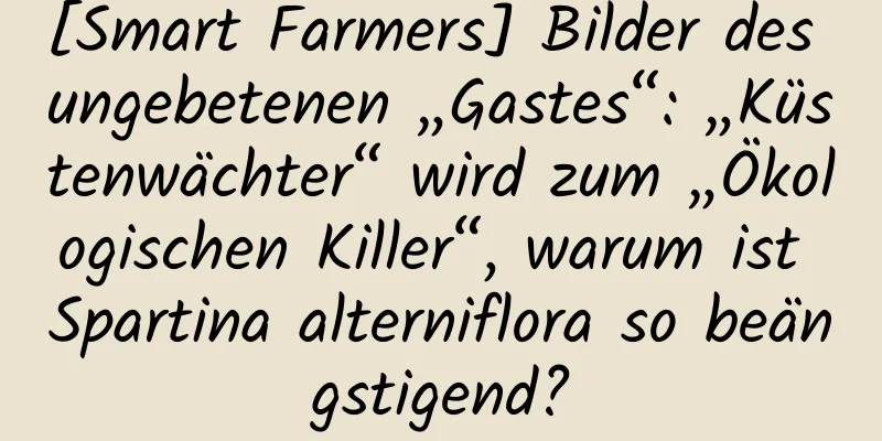 [Smart Farmers] Bilder des ungebetenen „Gastes“: „Küstenwächter“ wird zum „Ökologischen Killer“, warum ist Spartina alterniflora so beängstigend?