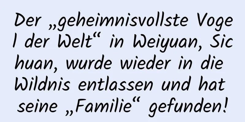 Der „geheimnisvollste Vogel der Welt“ in Weiyuan, Sichuan, wurde wieder in die Wildnis entlassen und hat seine „Familie“ gefunden!