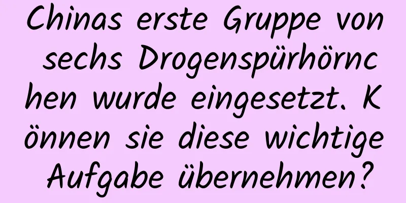 Chinas erste Gruppe von sechs Drogenspürhörnchen wurde eingesetzt. Können sie diese wichtige Aufgabe übernehmen?