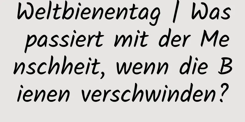 Weltbienentag | Was passiert mit der Menschheit, wenn die Bienen verschwinden?