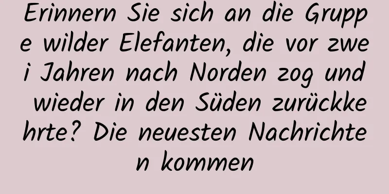 Erinnern Sie sich an die Gruppe wilder Elefanten, die vor zwei Jahren nach Norden zog und wieder in den Süden zurückkehrte? Die neuesten Nachrichten kommen