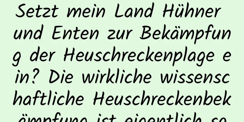 Setzt mein Land Hühner und Enten zur Bekämpfung der Heuschreckenplage ein? Die wirkliche wissenschaftliche Heuschreckenbekämpfung ist eigentlich so