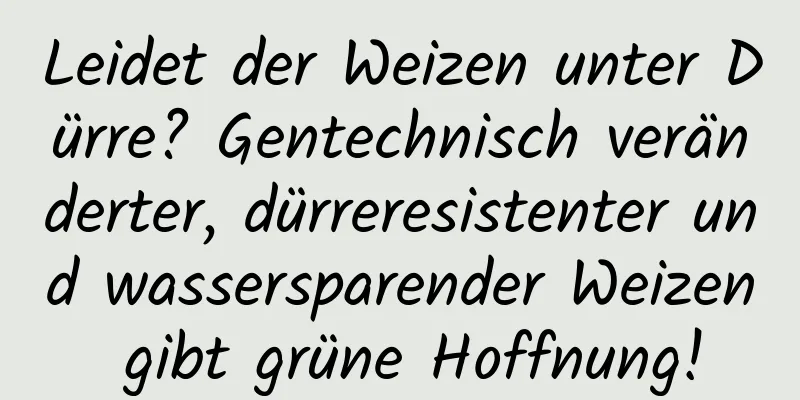 Leidet der Weizen unter Dürre? Gentechnisch veränderter, dürreresistenter und wassersparender Weizen gibt grüne Hoffnung!