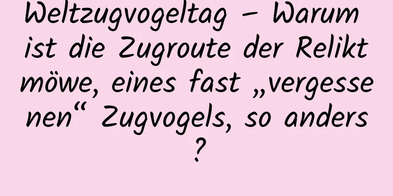 Weltzugvogeltag – Warum ist die Zugroute der Reliktmöwe, eines fast „vergessenen“ Zugvogels, so anders?