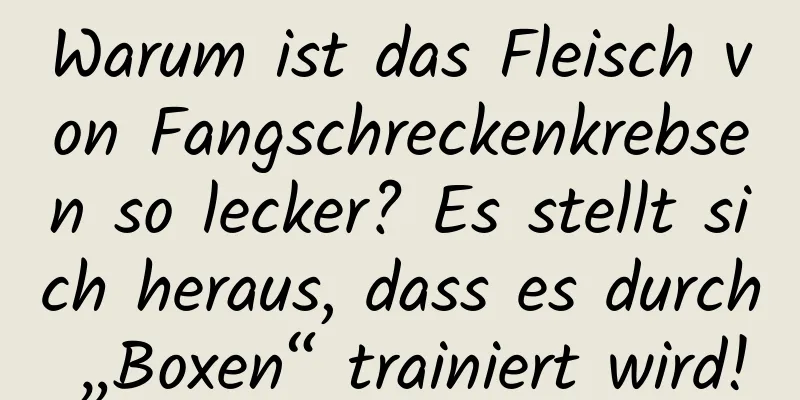 Warum ist das Fleisch von Fangschreckenkrebsen so lecker? Es stellt sich heraus, dass es durch „Boxen“ trainiert wird!