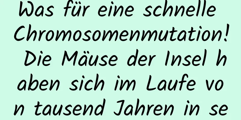 Was für eine schnelle Chromosomenmutation! Die Mäuse der Insel haben sich im Laufe von tausend Jahren in sechs Arten aufgespalten
