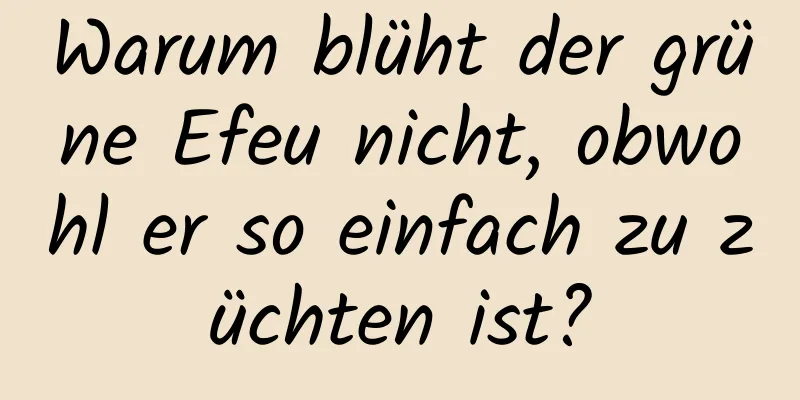 Warum blüht der grüne Efeu nicht, obwohl er so einfach zu züchten ist?