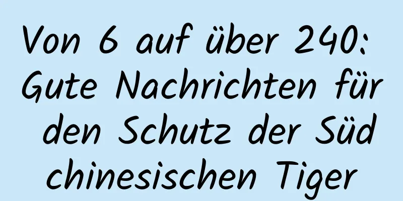 Von 6 auf über 240: Gute Nachrichten für den Schutz der Südchinesischen Tiger