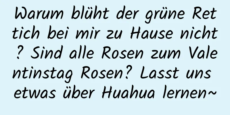Warum blüht der grüne Rettich bei mir zu Hause nicht? Sind alle Rosen zum Valentinstag Rosen? Lasst uns etwas über Huahua lernen~