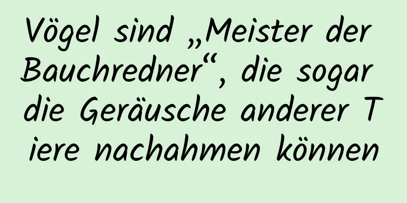 Vögel sind „Meister der Bauchredner“, die sogar die Geräusche anderer Tiere nachahmen können