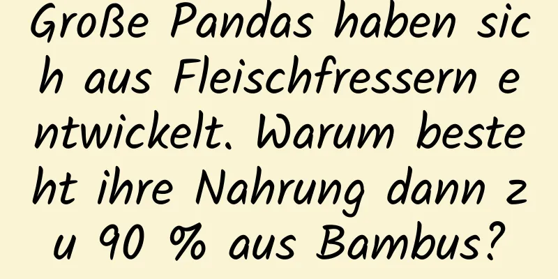 Große Pandas haben sich aus Fleischfressern entwickelt. Warum besteht ihre Nahrung dann zu 90 % aus Bambus?