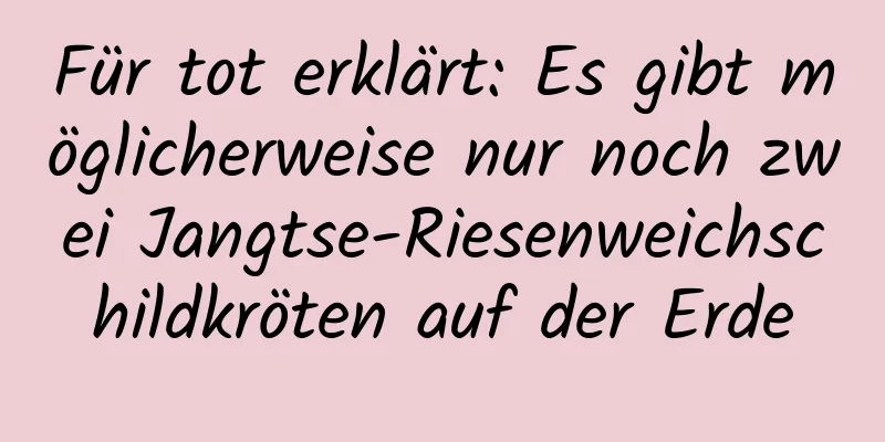 Für tot erklärt: Es gibt möglicherweise nur noch zwei Jangtse-Riesenweichschildkröten auf der Erde