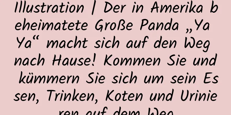 Illustration | Der in Amerika beheimatete Große Panda „Ya Ya“ macht sich auf den Weg nach Hause! Kommen Sie und kümmern Sie sich um sein Essen, Trinken, Koten und Urinieren auf dem Weg