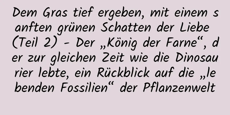 Dem Gras tief ergeben, mit einem sanften grünen Schatten der Liebe (Teil 2) - Der „König der Farne“, der zur gleichen Zeit wie die Dinosaurier lebte, ein Rückblick auf die „lebenden Fossilien“ der Pflanzenwelt