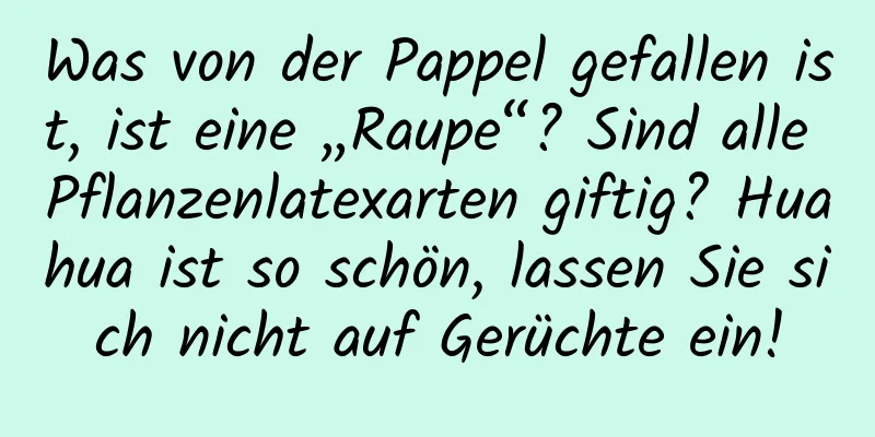 Was von der Pappel gefallen ist, ist eine „Raupe“? Sind alle Pflanzenlatexarten giftig? Huahua ist so schön, lassen Sie sich nicht auf Gerüchte ein!
