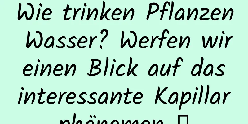 Wie trinken Pflanzen Wasser? Werfen wir einen Blick auf das interessante Kapillarphänomen →