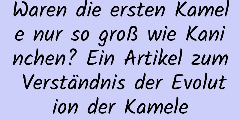 Waren die ersten Kamele nur so groß wie Kaninchen? Ein Artikel zum Verständnis der Evolution der Kamele