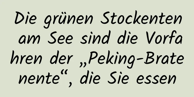 Die grünen Stockenten am See sind die Vorfahren der „Peking-Bratenente“, die Sie essen