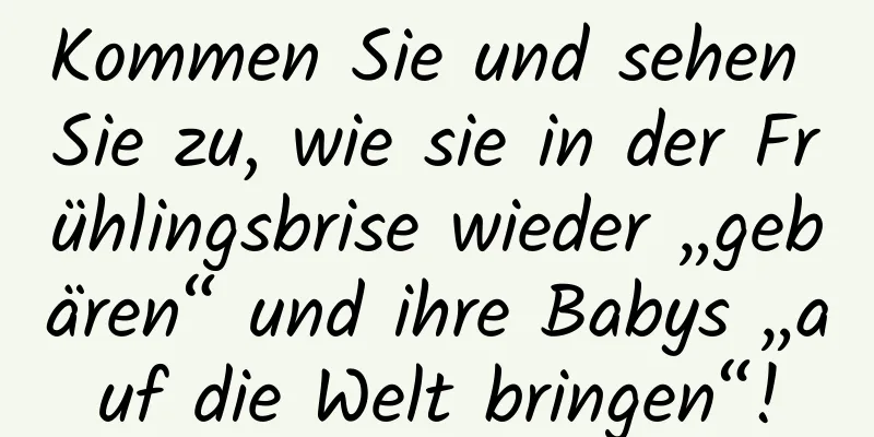 Kommen Sie und sehen Sie zu, wie sie in der Frühlingsbrise wieder „gebären“ und ihre Babys „auf die Welt bringen“!