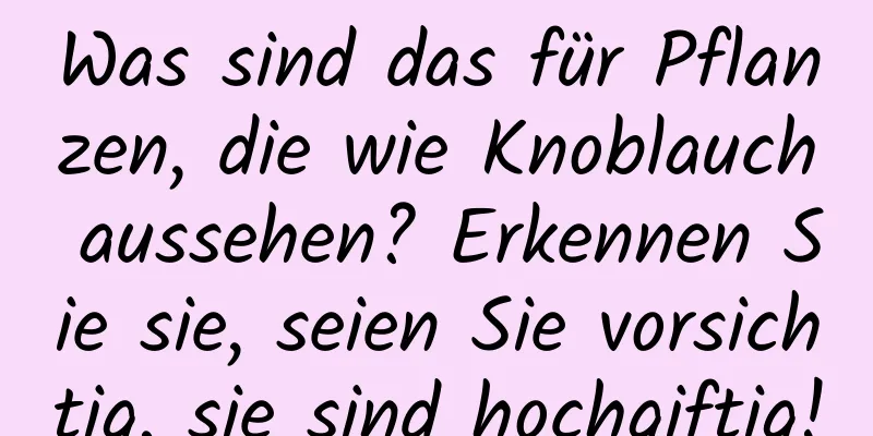 Was sind das für Pflanzen, die wie Knoblauch aussehen? Erkennen Sie sie, seien Sie vorsichtig, sie sind hochgiftig!