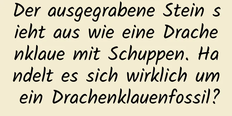 Der ausgegrabene Stein sieht aus wie eine Drachenklaue mit Schuppen. Handelt es sich wirklich um ein Drachenklauenfossil?