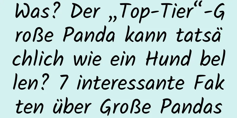 Was? Der „Top-Tier“-Große Panda kann tatsächlich wie ein Hund bellen? 7 interessante Fakten über Große Pandas