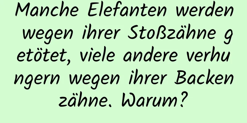 Manche Elefanten werden wegen ihrer Stoßzähne getötet, viele andere verhungern wegen ihrer Backenzähne. Warum?