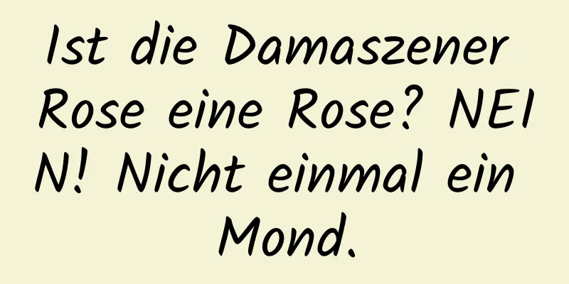 Ist die Damaszener Rose eine Rose? NEIN! Nicht einmal ein Mond.