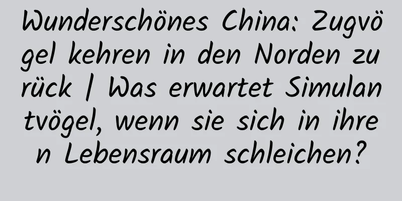 Wunderschönes China: Zugvögel kehren in den Norden zurück | Was erwartet Simulantvögel, wenn sie sich in ihren Lebensraum schleichen?