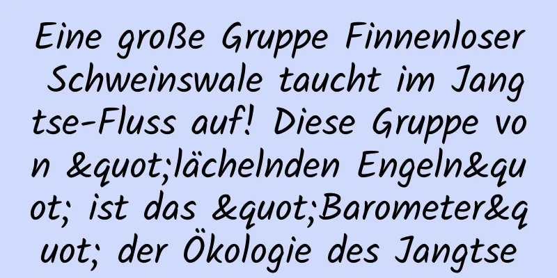 Eine große Gruppe Finnenloser Schweinswale taucht im Jangtse-Fluss auf! Diese Gruppe von "lächelnden Engeln" ist das "Barometer" der Ökologie des Jangtse