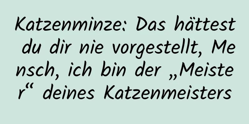 Katzenminze: Das hättest du dir nie vorgestellt, Mensch, ich bin der „Meister“ deines Katzenmeisters