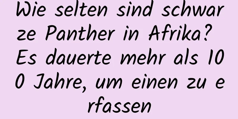 Wie selten sind schwarze Panther in Afrika? Es dauerte mehr als 100 Jahre, um einen zu erfassen