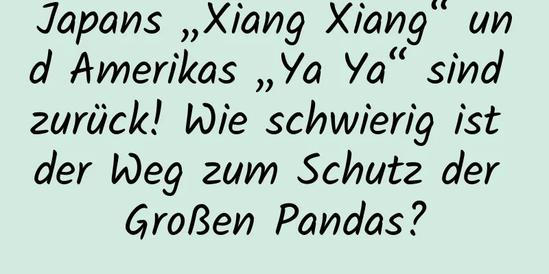 Japans „Xiang Xiang“ und Amerikas „Ya Ya“ sind zurück! Wie schwierig ist der Weg zum Schutz der Großen Pandas?