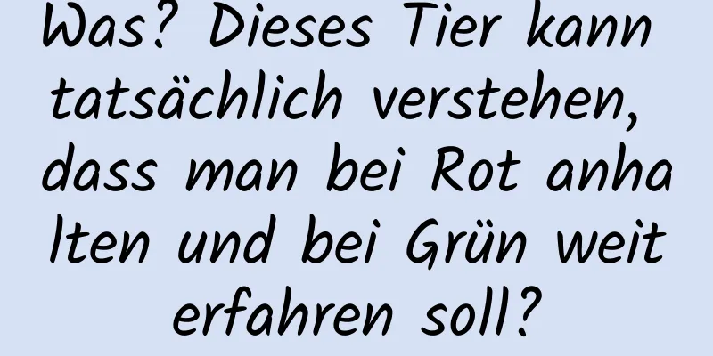 Was? Dieses Tier kann tatsächlich verstehen, dass man bei Rot anhalten und bei Grün weiterfahren soll?